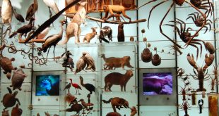 Biodiversity mounted on a wall at the American Museum of Natural History, New York City.