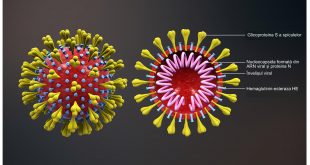 "File:Schema unui coronavirus.png" by https://www.scientificanimations.com is licensed under CC BY-SA 4.0