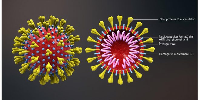 "File:Schema unui coronavirus.png" by https://www.scientificanimations.com is licensed under CC BY-SA 4.0