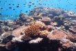 Madison-Ocean-Acidity-Cover-Great-Barrier-Reef-Australian-Institute-of-Marine-Science