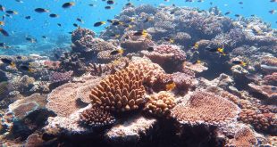 Madison-Ocean-Acidity-Cover-Great-Barrier-Reef-Australian-Institute-of-Marine-Science