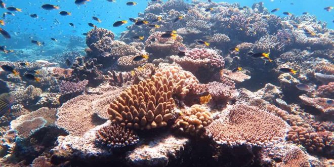 Madison-Ocean-Acidity-Cover-Great-Barrier-Reef-Australian-Institute-of-Marine-Science