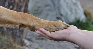 paw-hand-friendship-dog-preview