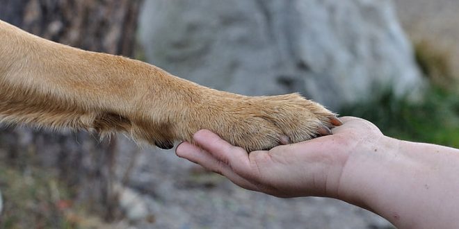paw-hand-friendship-dog-preview