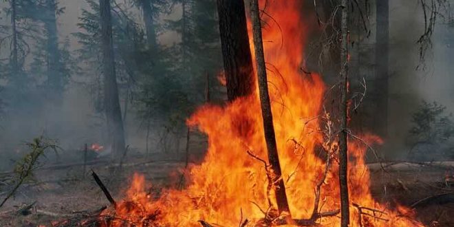 Prescribed fire burn, Colville National Forest. Original public domain image from Flickr