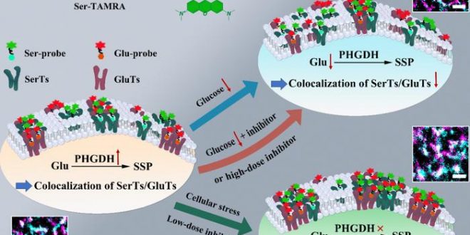 Credit
Copyright © 2025 Pengwei Jiang et al.
