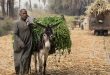 A man works with his donkey in the field.

© Mohamed Hozyen / Wikimedia Commons / CC BY-SA 4.0