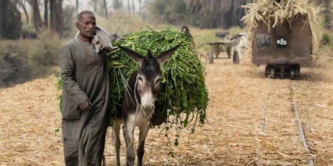 A man works with his donkey in the field.

© Mohamed Hozyen / Wikimedia Commons / CC BY-SA 4.0