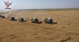 حصاد القمح في محافظة الجوف - اليمن.
مصدر الصورة: وكالة الأنباء اليمنية - سبأ