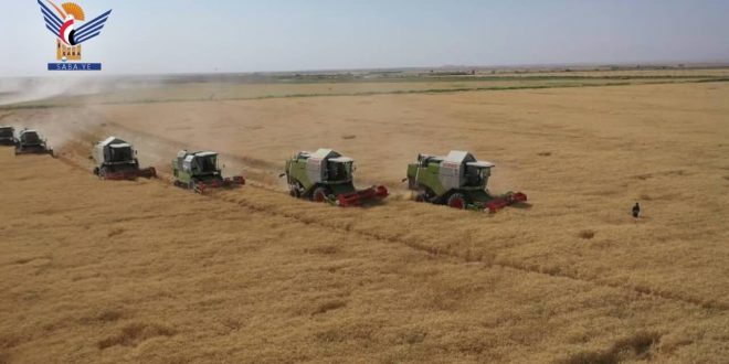 حصاد القمح في محافظة الجوف - اليمن.
مصدر الصورة: وكالة الأنباء اليمنية - سبأ