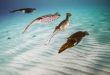 © Jeff Hester/Ocean Image Bank
