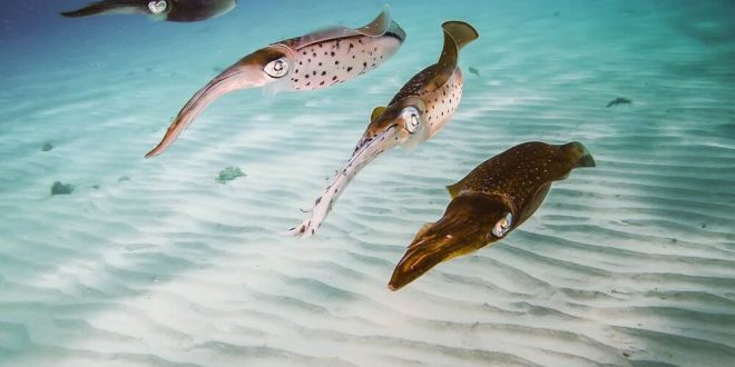 © Jeff Hester/Ocean Image Bank